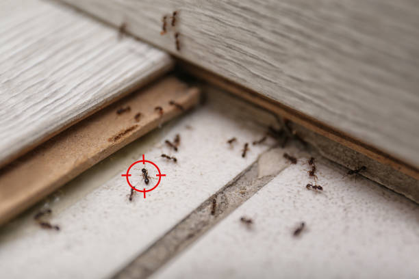 Pest Prevention Services in Vienna Bend, LA