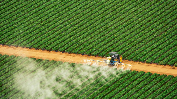 Best Wasp Removal Services  in Vienna Bend, LA