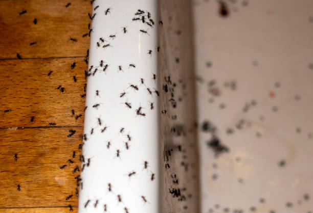 Best Pest Inspection Near Me  in Vienna Bend, LA
