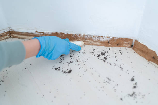 Best Flea Control Services  in Vienna Bend, LA